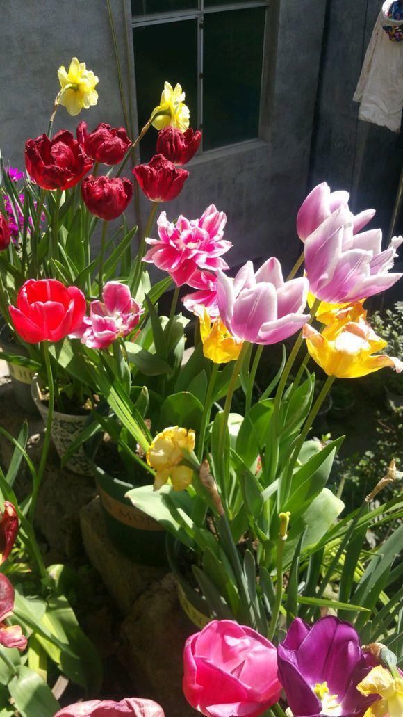 一个 蒜头 埋土里 2个月开出大红花 越冷越好看 快资讯