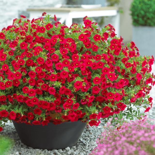 全年都在开花的花卉,花色鲜艳,花开就能爆盆,简直太美了