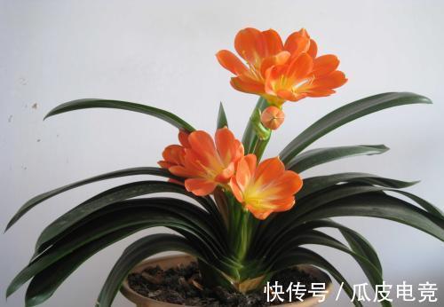 农历9月23日霜降后,养什么花?以下3种花,年年如意岁岁平安