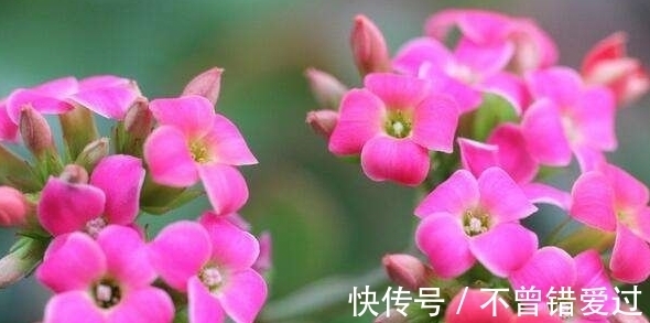 复合肥|长寿花这样养，一年就能养成老桩