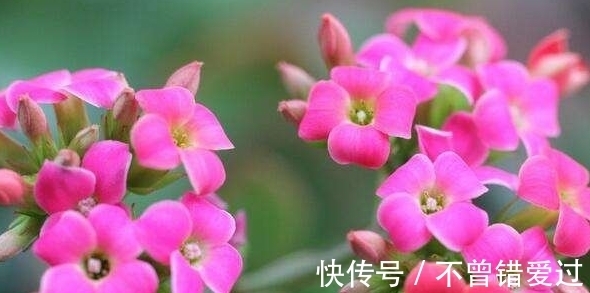 长寿花这样养,一年就能养成老桩