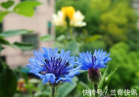 此花所代表的是遇见幸福,是田间的一朵小野花,但却温柔可爱