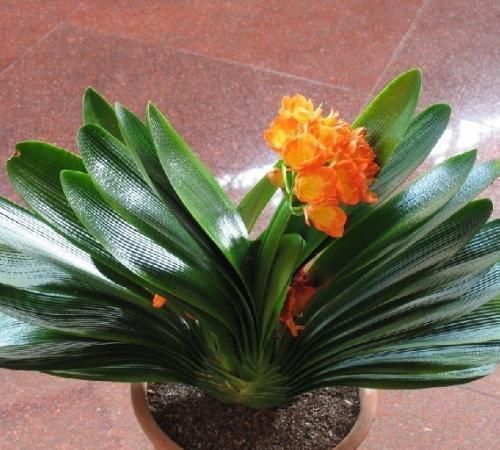 浇水|养君子兰重点在于浇水,掌握好它的习性,花开长势旺盛,四季常青