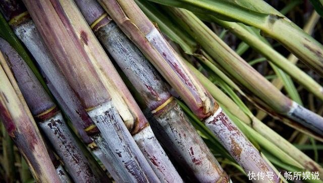 你能徒手剥|5种“最难剥”的水果, 能用手剥开一种, 你都能参加吉尼斯了