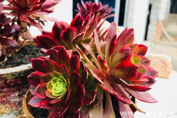多肉嘉年华法师平常十分低调,但养出状态后它的颜值不输任何多肉
