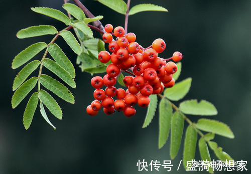 此花是避雷的神树，放于七座炉灶中也烧不断，象征着不懈怠的心
