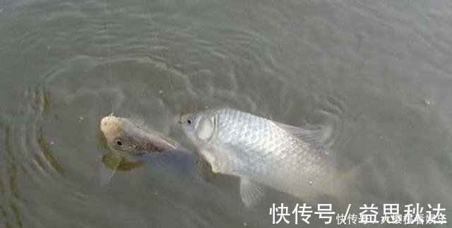 这东西常人难以接受，却是很不错的钓鱼饵料，钓鲫鱼鲤鱼效果绝佳