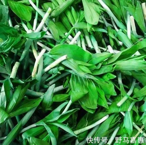 吃起来|东北山上的这野菜,吃起来有点甜甜的,用来蘸酱吃非常美味!