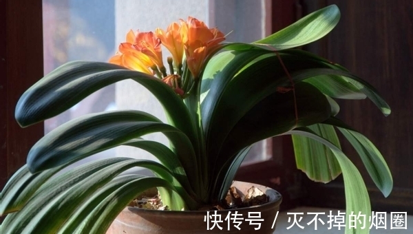 君子兰|善用酒水养叶、酵素壮根、松针松土，养君子兰才能观花赏叶