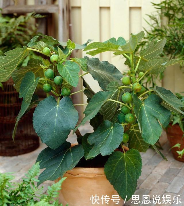 盆栽|原来这么多果树可以种在阳台上,以后再也不用买水果吃了