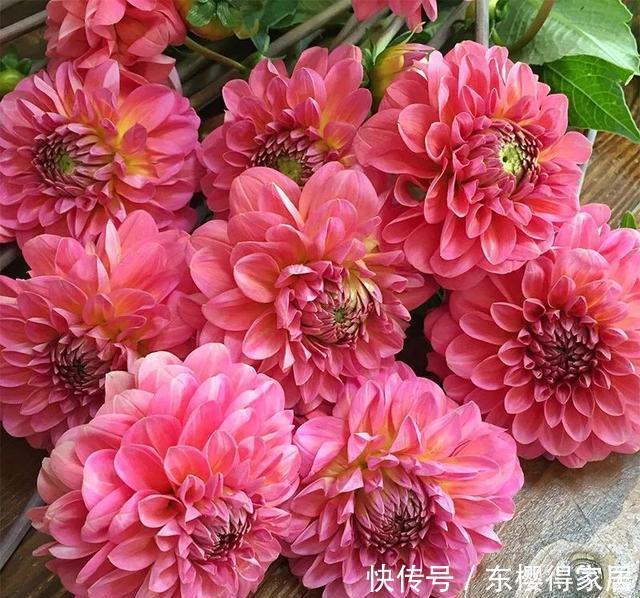 4种花华丽又高贵，看一眼就忘不了，一年四季开花不断，挤满阳台