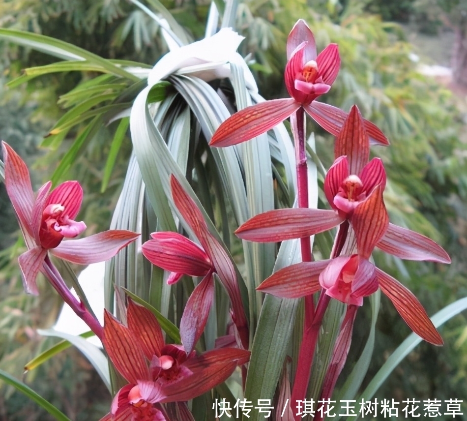浓郁|此兰是红花之上上品,花色艳丽,花香浓郁,深受花迷喜爱