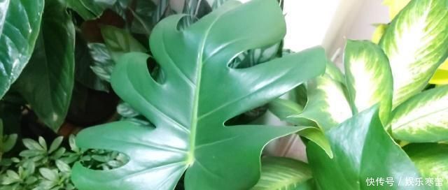 养花,什么情况下“不能施肥”看养花达人怎么说