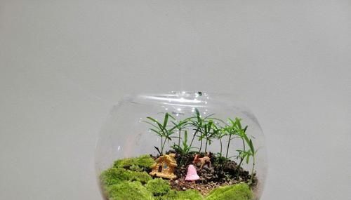 这花真好养,叶子沾点水就能活,7天爆满一大缸