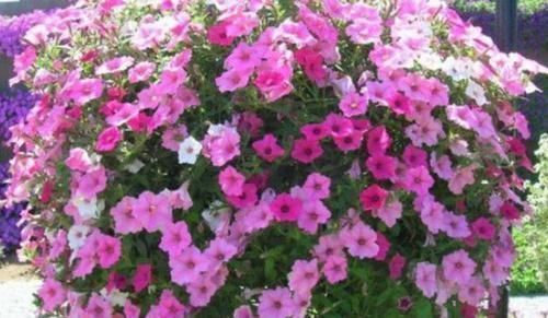 4种花漂亮又便宜,沾土就开花,开花爆盆很漂亮,越养越喜欢