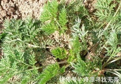 药用价值|农村一种野草叫“咬人草”地里随处可见,如今却是“百草之王”!