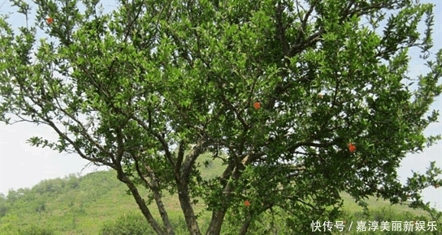 巨量|秦始皇陵中浇灌了多少水银?看一看山上的石榴树,就全明白了