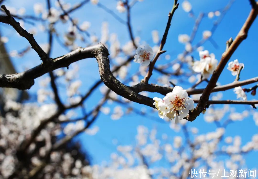 走进|梅开五福！普陀这里简直“美爆了”