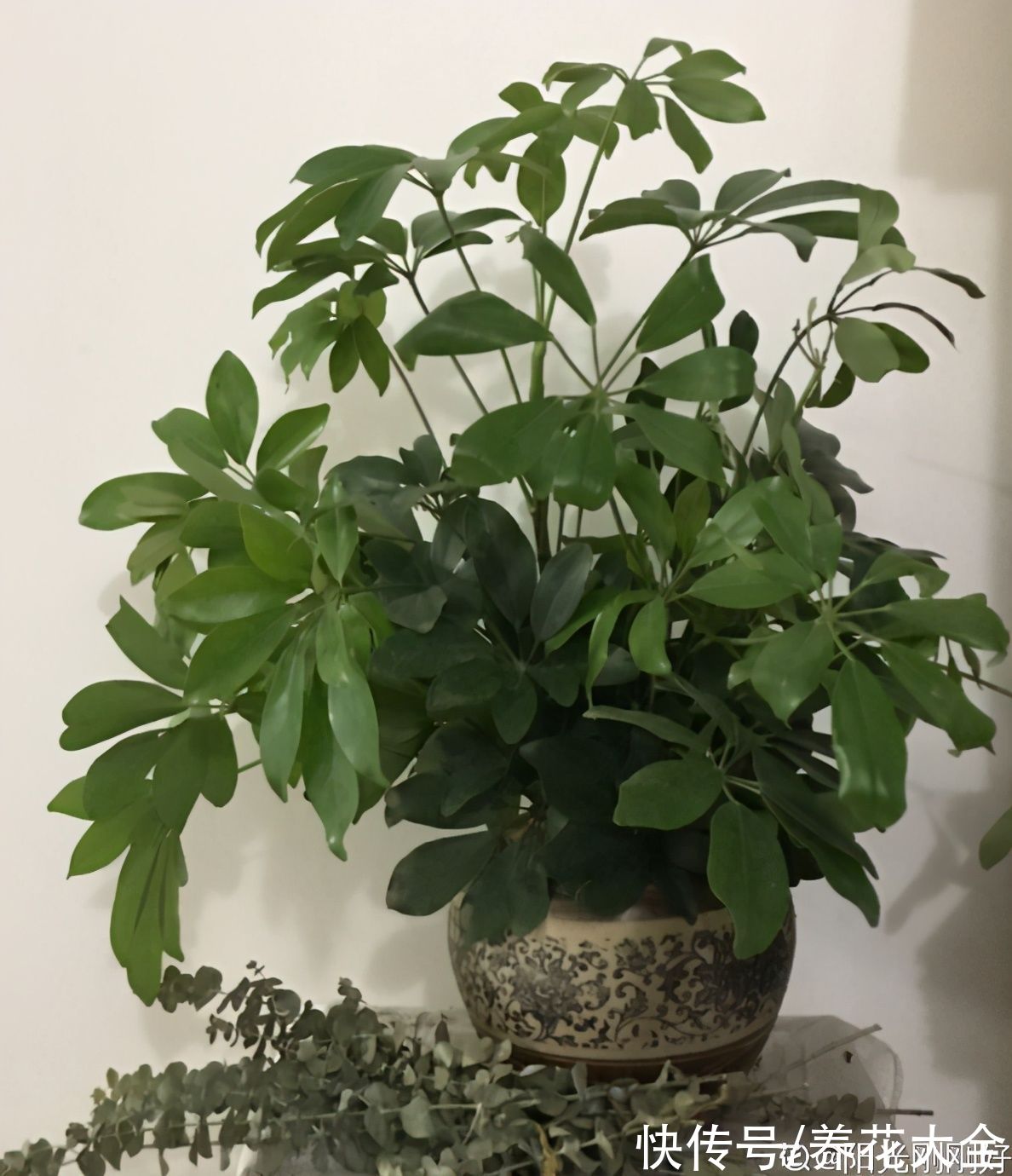 秋天|快死的花别丢掉,找对方法补救一下,还能重焕生机