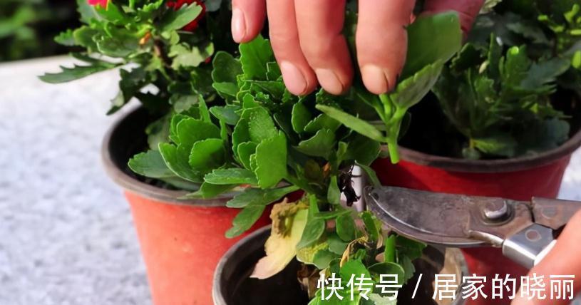 施肥|入秋后,该怎么养护长寿花?5点做到位,冬日将不断开花长新叶
