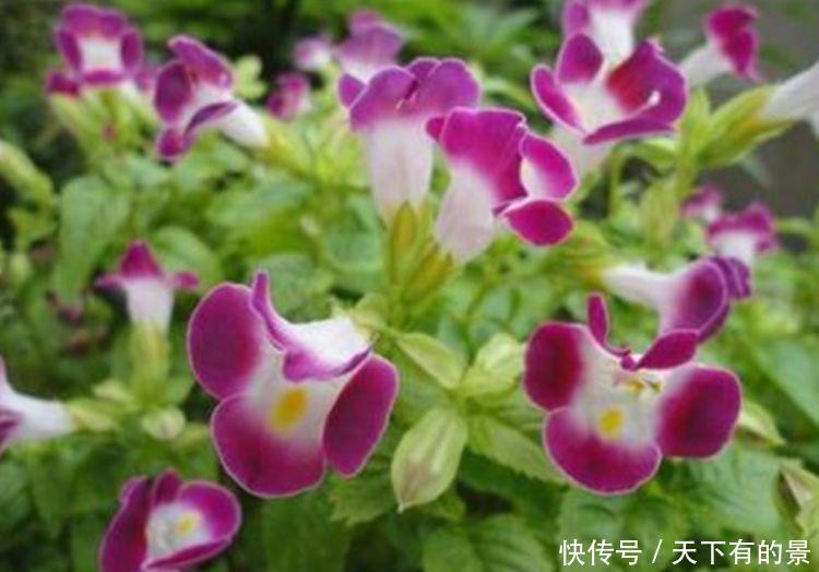 3种神奇花,给点阳光就灿烂,开完一茬接一茬,人见人爱!