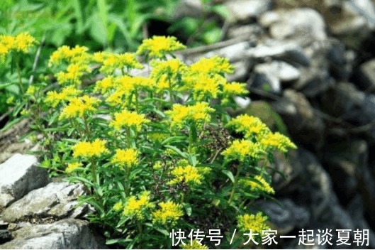 救心菜|农村墙角的一些野菜，具有养心、平肝、降血压、降血脂的作用