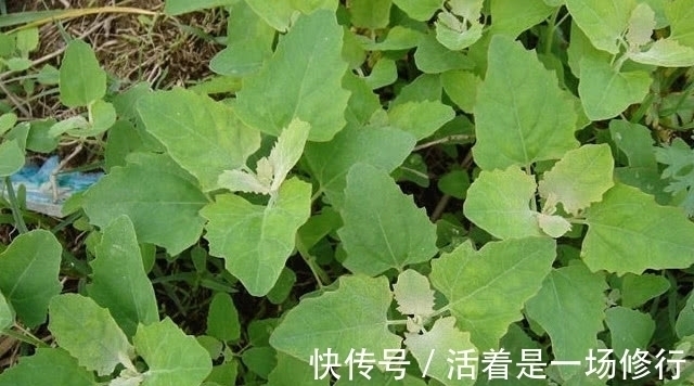 野灰菜|80后都吃过的一种野菜,路边常见长大片,可如今却少人敢吃