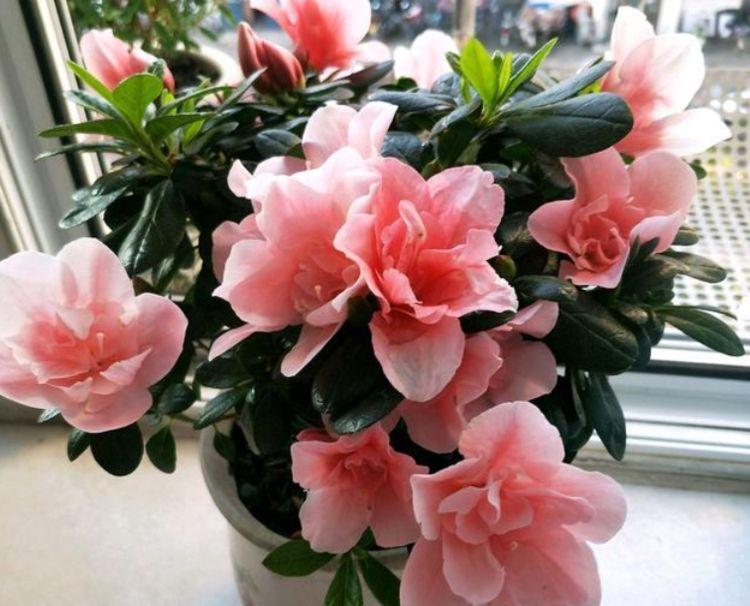 适合夏季养的花，好活易爆盆，家庭理想花卉盆栽，你最喜欢哪一种