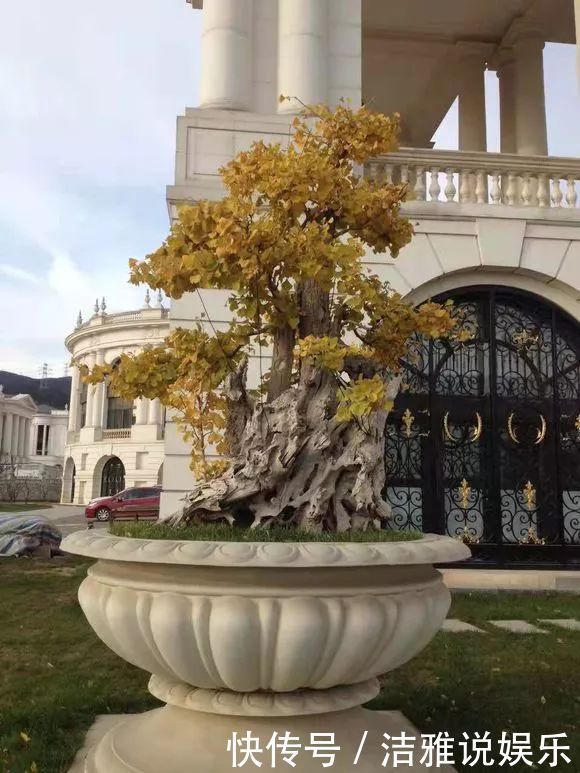 小苗|银杏还在买树上摘几粒种子丢盆里,洒点水,2周长成小苗!