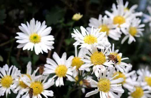 4种花，养在卧室，释放氧气，改善睡眠，多养几盆准没错！