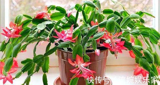 砧木|蟹爪兰度夏,经常喷点“这种水”,叶片不瘦不脱落,安稳过夏天