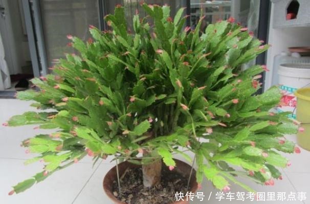 有3种垃圾是蟹爪兰的“最爱”,丢点在盆里,花芽蹭蹭冒,狂开花!