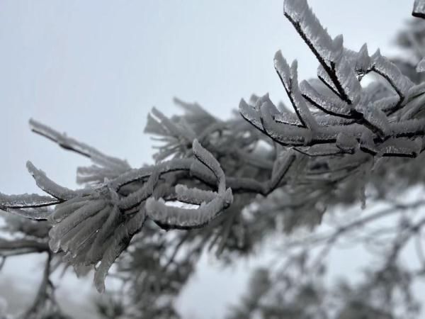 德化|泉州德化：九仙山迎来雾凇 宛如玉树琼花