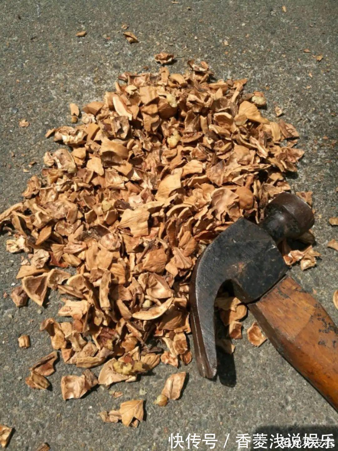 1把核桃垫盆底,不烂根、不招虫,疯长停不下来!