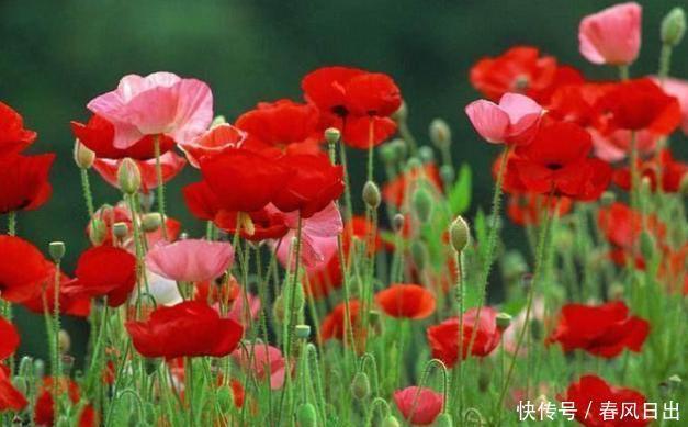 室内|不宜养在家中室内的8种花,再美也别养,如果有快搬出去