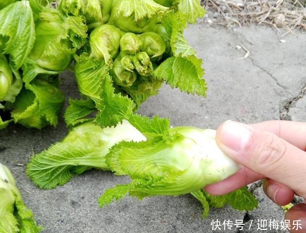 一菜满是童年回忆，一盘隔夜拉臭便，嘴巴没口臭，腿瘦腰变细