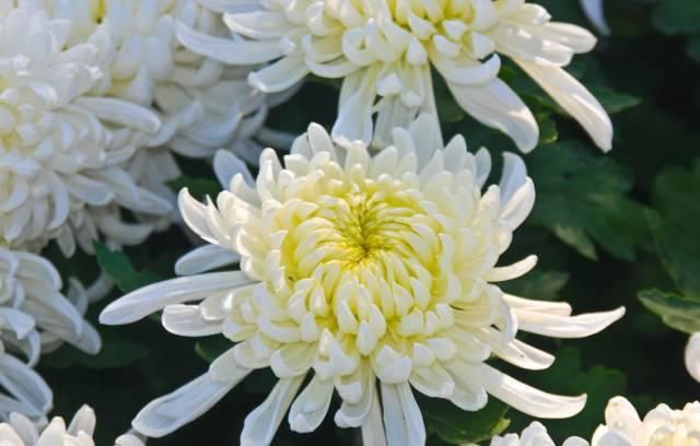 送给那些养花，却总是把花养死的人