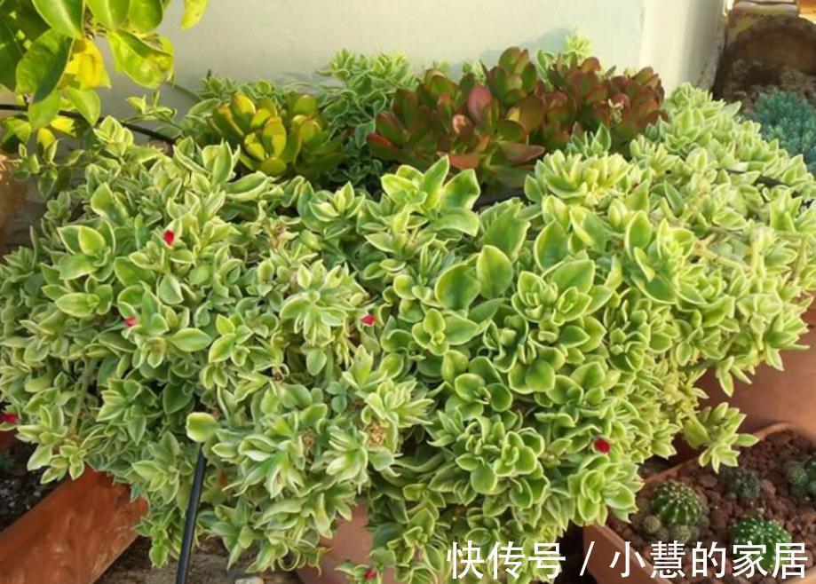 秋天养花选“三七”正合适,新人盆栽,给点水根茎叶长疯了