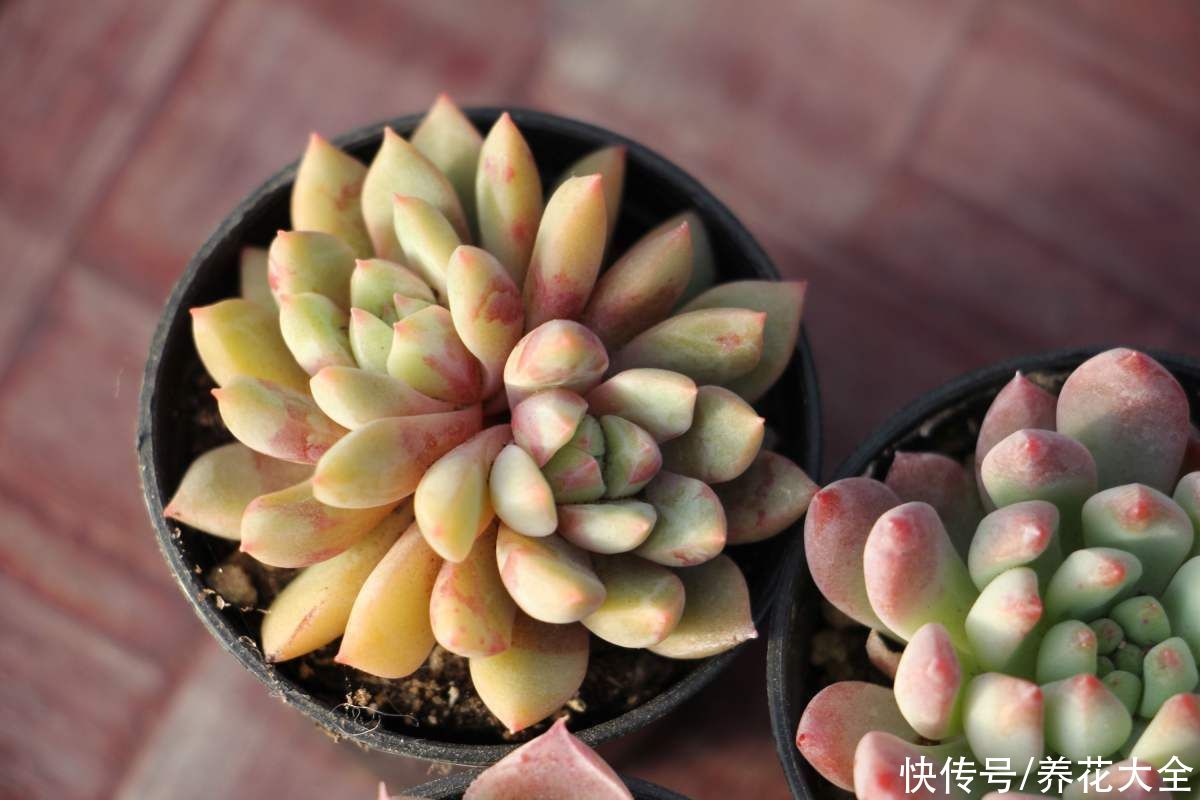 叶片|夏季多肉难养好？记住3个不要，安稳度夏不困难