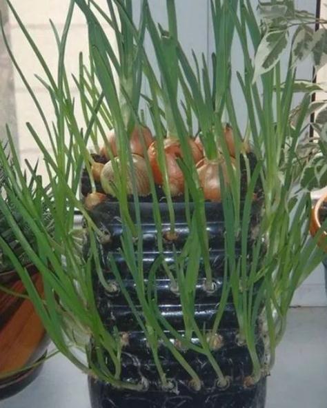 适合阳台种的“2种菜”,空油桶剪1刀,装土栽好,1个夏季有菜