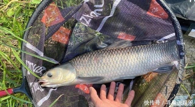 野钓别只用伊势尼!想大小通杀,还是这几种鱼钩效果更好