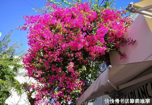 2种漂亮花,别再花钱买,去邻居家剪个枝,插土里易成活!