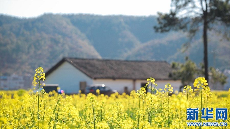 江西兴国：油菜花开景如画