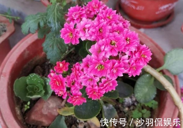 小叶子|关系越好越不能送的4种花，是家中“财神爷”，不要不在乎！