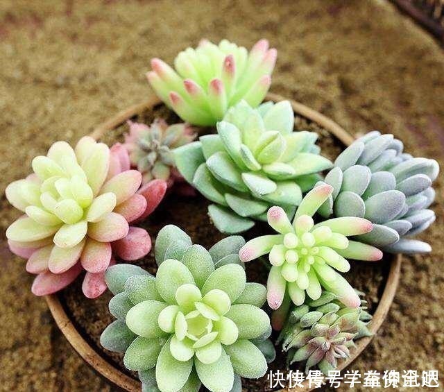 多肉度夏|多肉度夏怎么浇水,放哪里养,教你“2招”,顺利度夏,又肥又美!