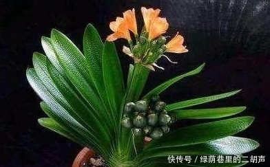 施肥|我把盆栽君子兰养成这样,好心疼,老婆只用3天将它变黑绿发亮!