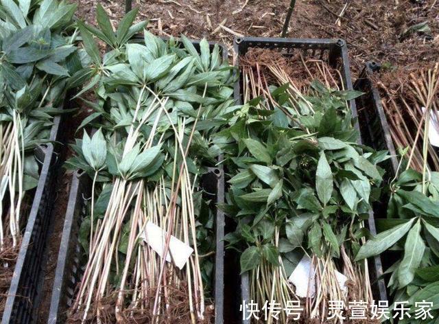 花友们|“珍贵”的1种野草，在竹林里“不显眼”，殊不知，280元1斤