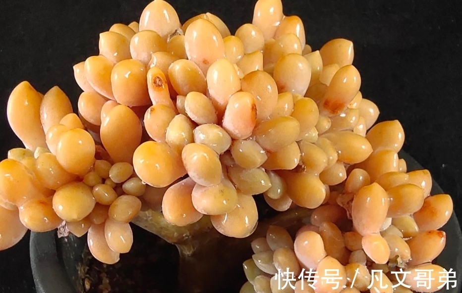 杀菌|多肉植物新上盆为什么要三到五天补水,五到七天浇透呢