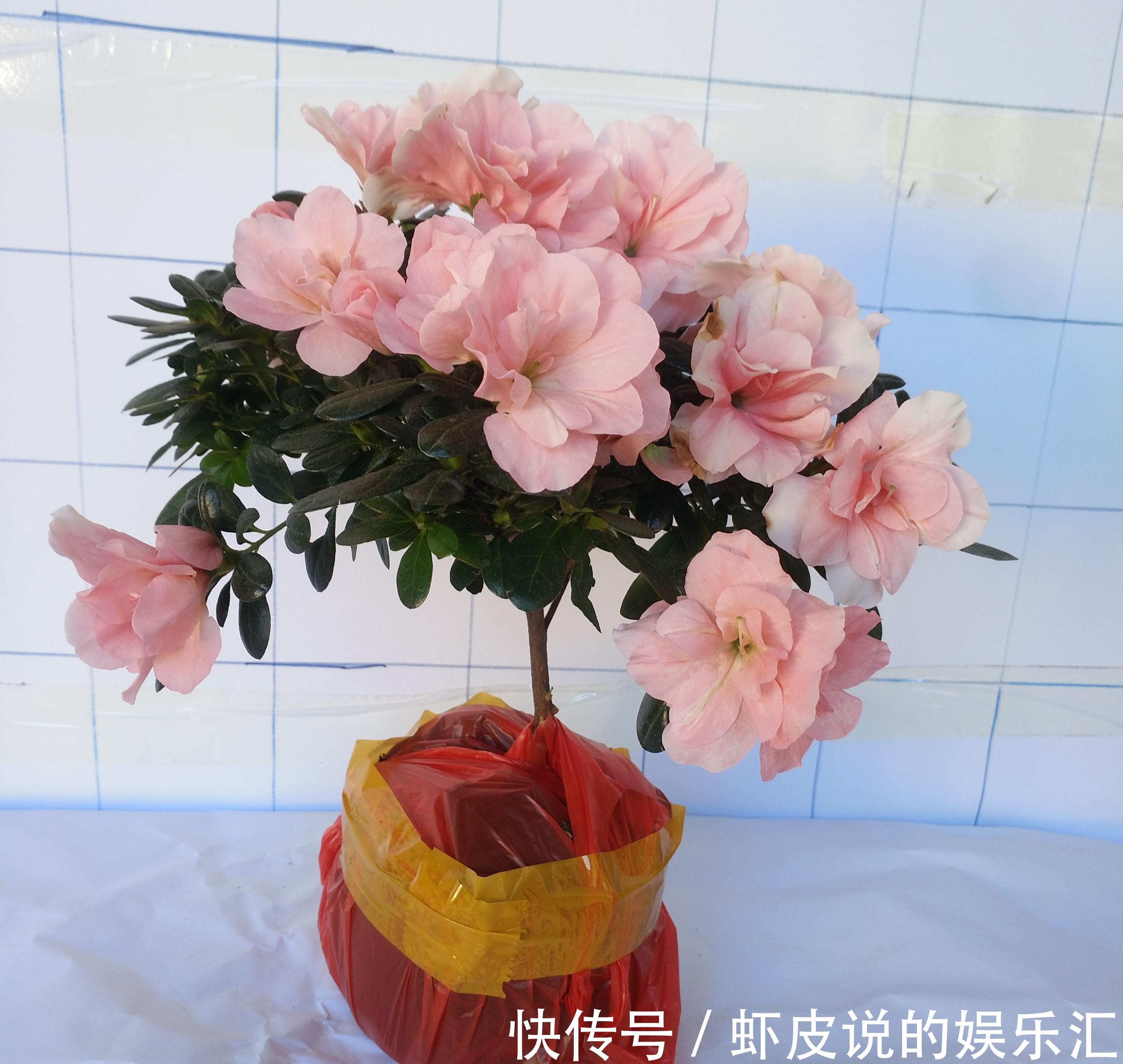 冬天花市“猫腻”多,5种“激素花”,多好看也别买,白白浪费钱