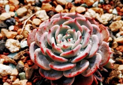 想将多肉养到爆盆,跟环境没有太大的关系,主要跟这些因素有关